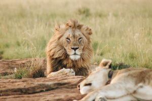 male brown lion lying on grass